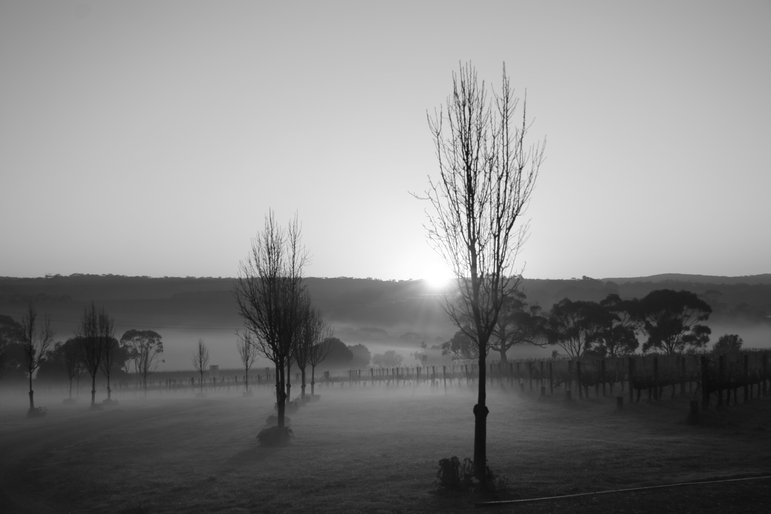 Black and white photo of driveway at dawn 